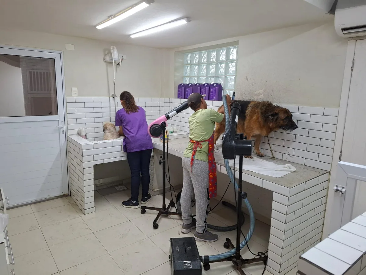 Equipe de banho e tosa da Companhia Animal atendendo um cão na Vila Mariana