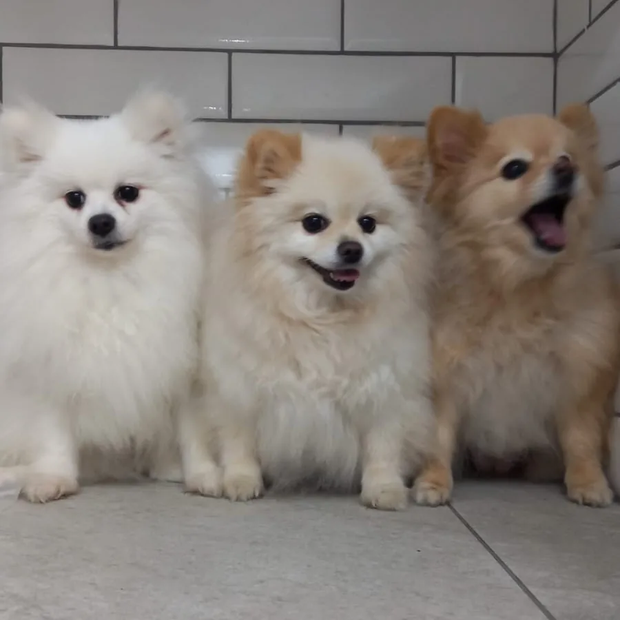 Três lulus da pomerânia depois do banho e tosa na Companhia Animal, Vila Mariana