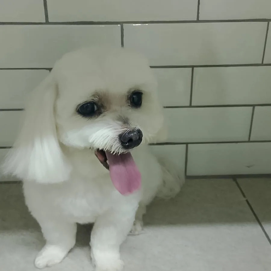 Maltês depois do banho e tosa na Companhia Animal, Vila Mariana