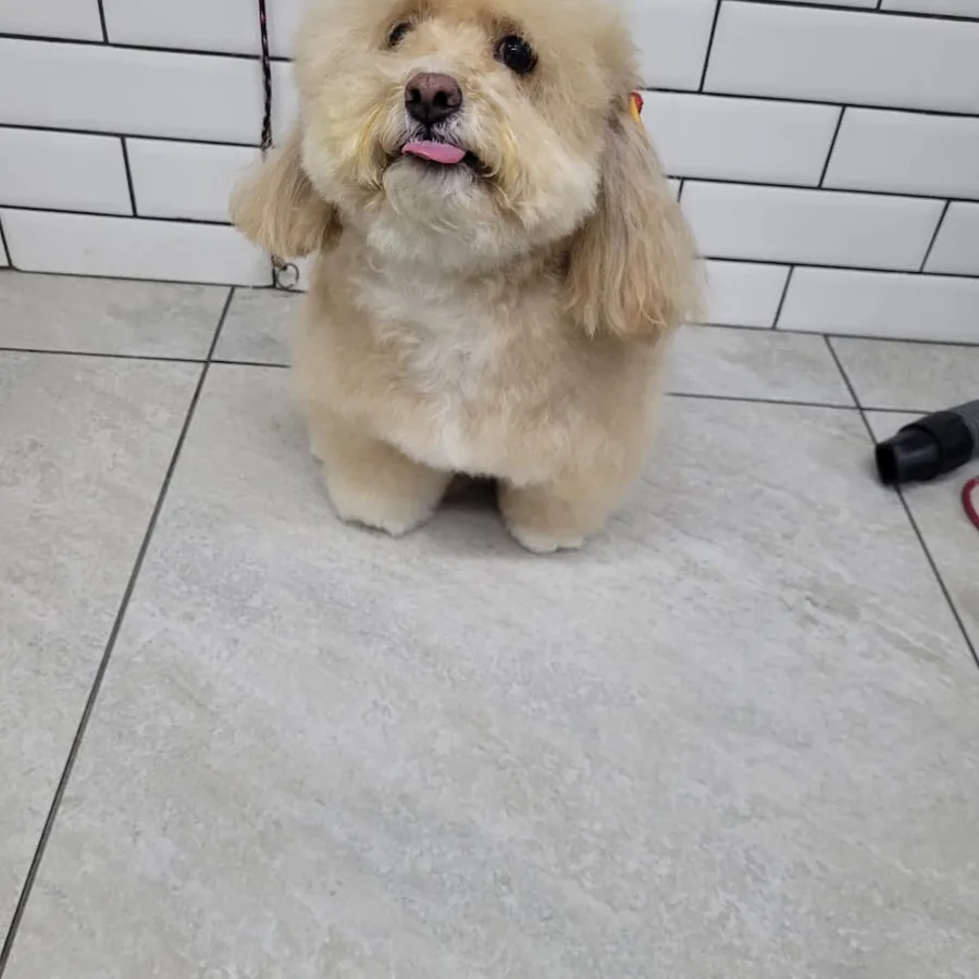 Poodle depois da tosa na tesoura na Companhia Animal, Vila Mariana