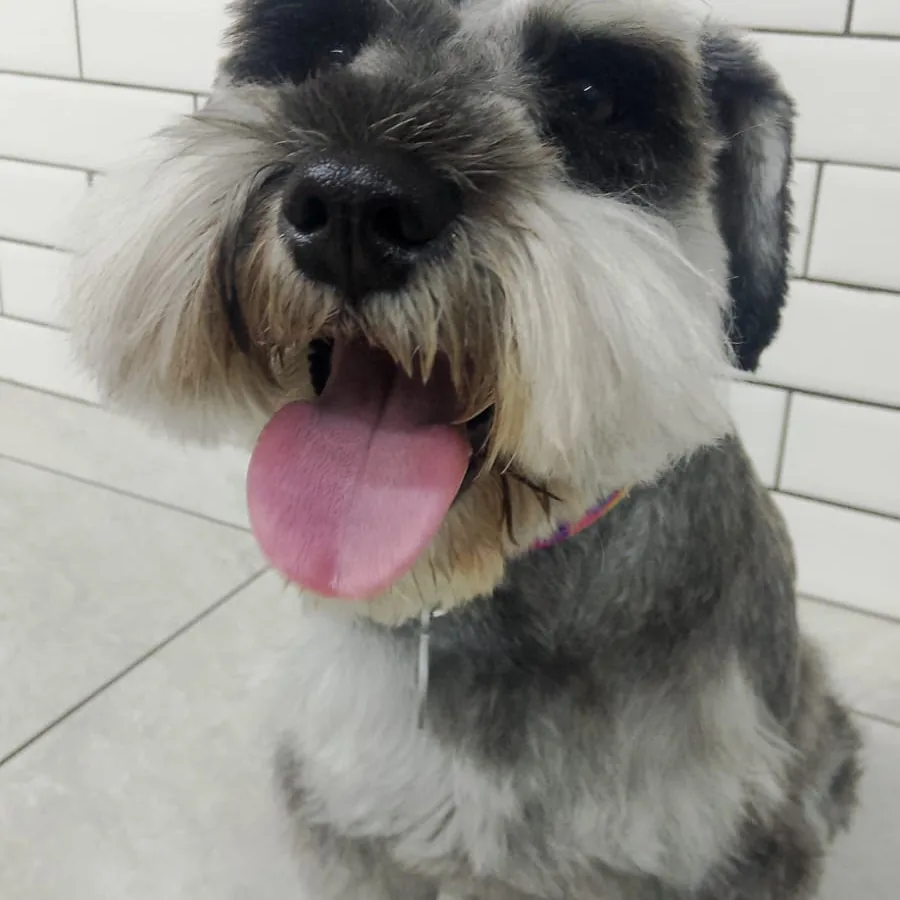 Schnauzer depois da tosa na Companhia Animal, Vila Mariana